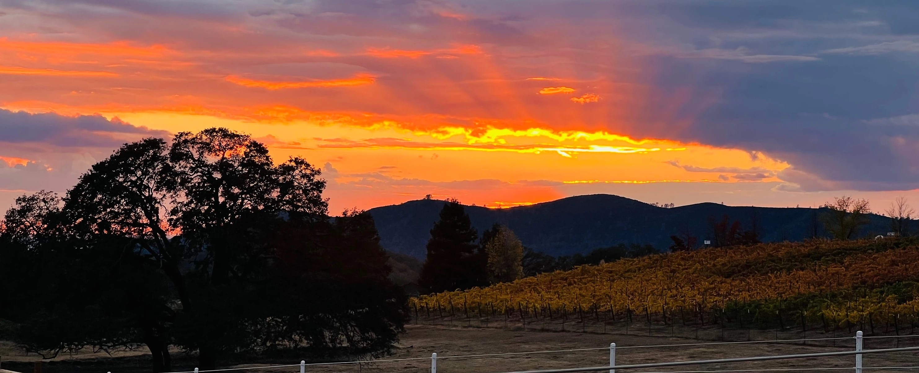 Carpe Diem El Dorado Wine Grape Growers Association